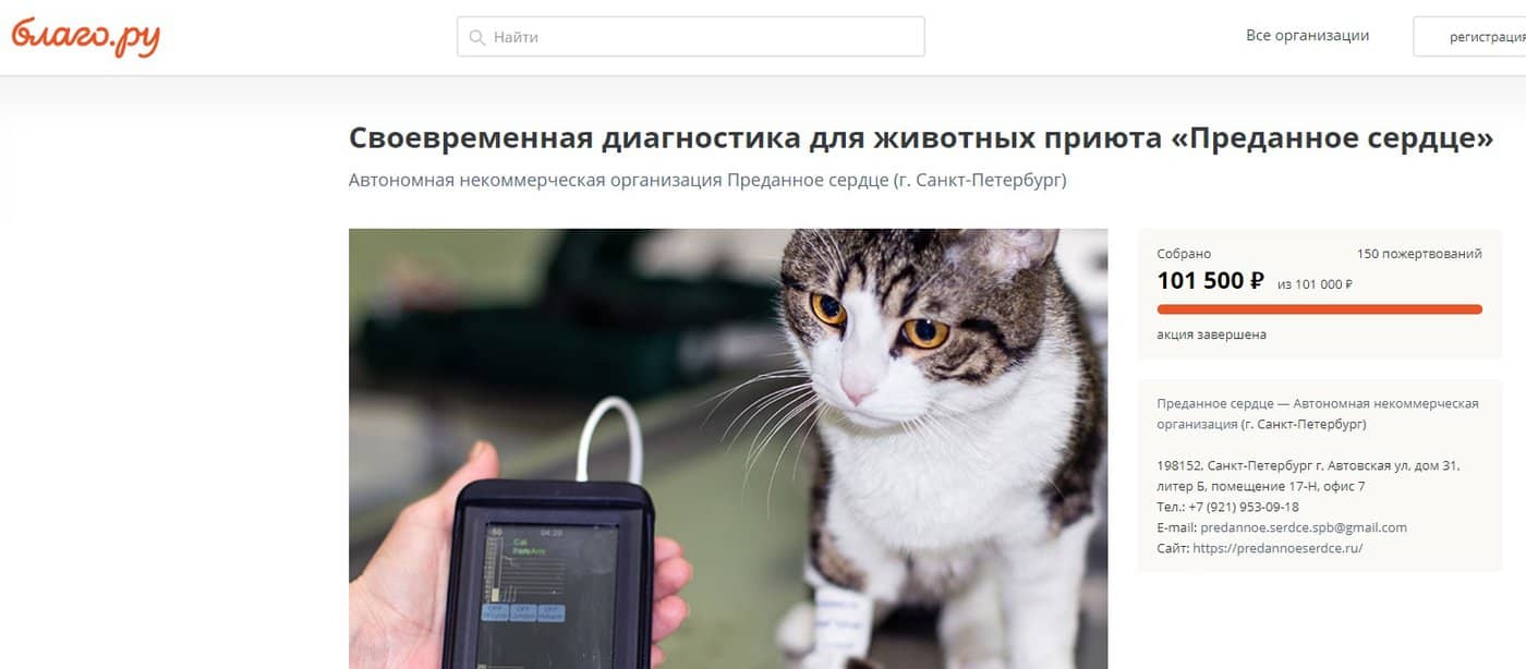 В приюте появится свой портативный тонометр для котиков