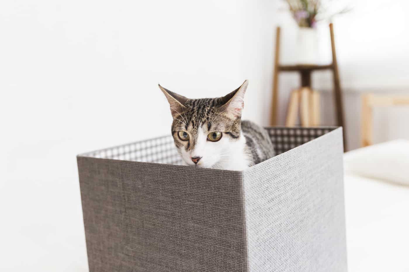 Биологи объяснили любовь кошек к коробкам