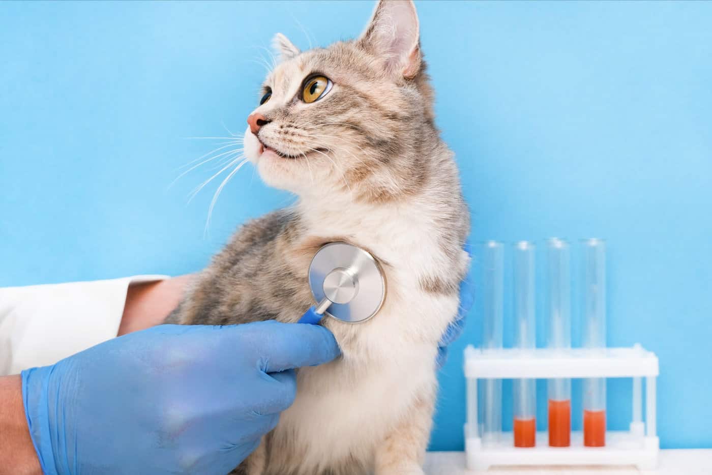 Открыт сбор на оплату лабораторных анализов для наших кошек.